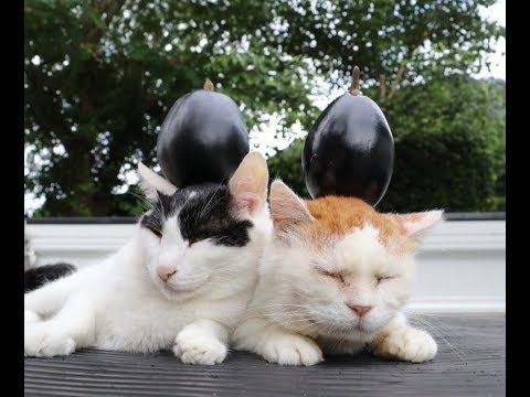 米なすのせ猫 ねこ動画 Nekovideo Blog